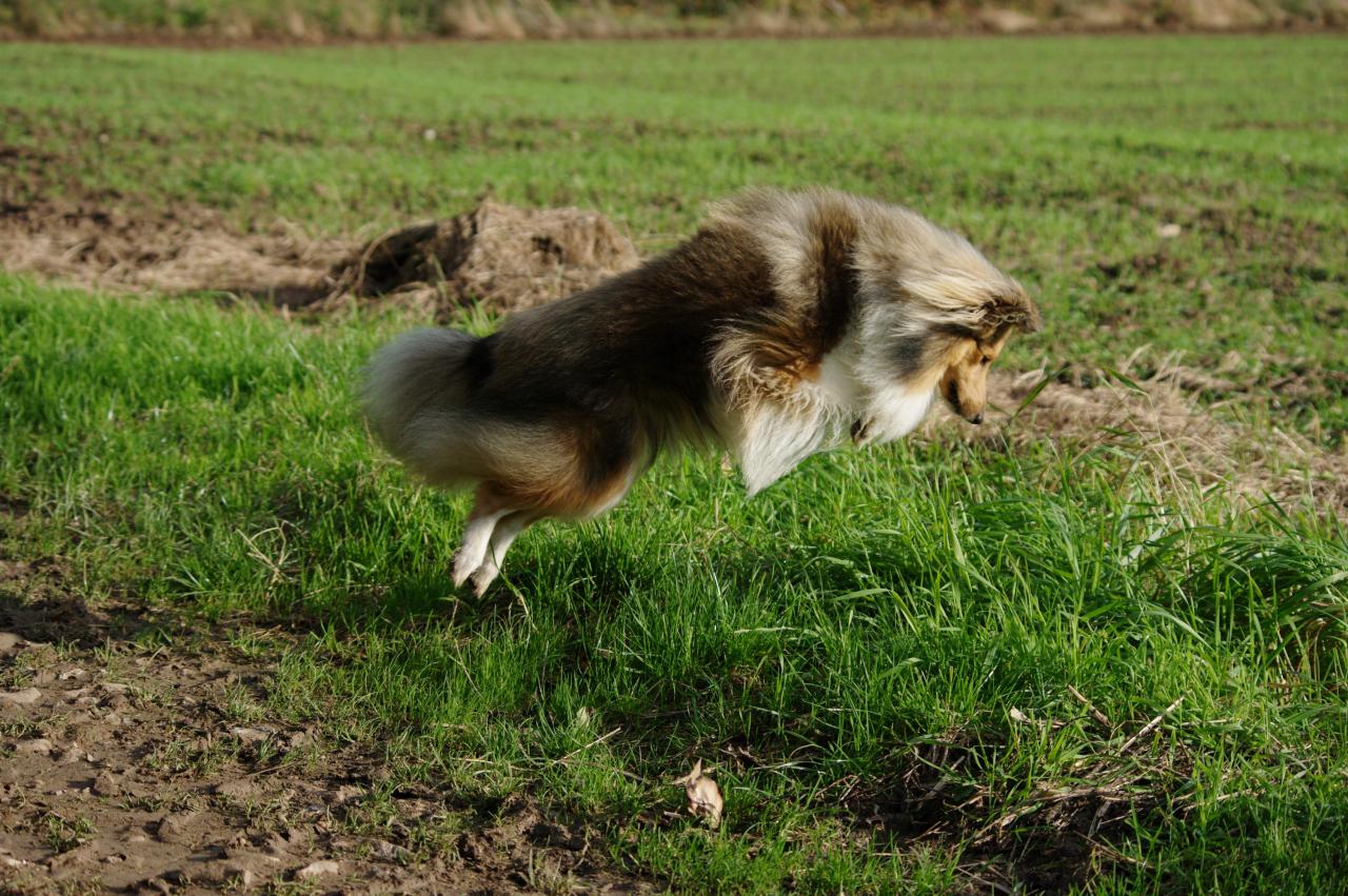 isard chase la souris