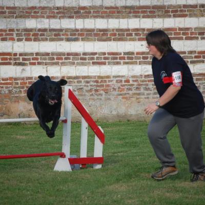 Nos chiens disparus