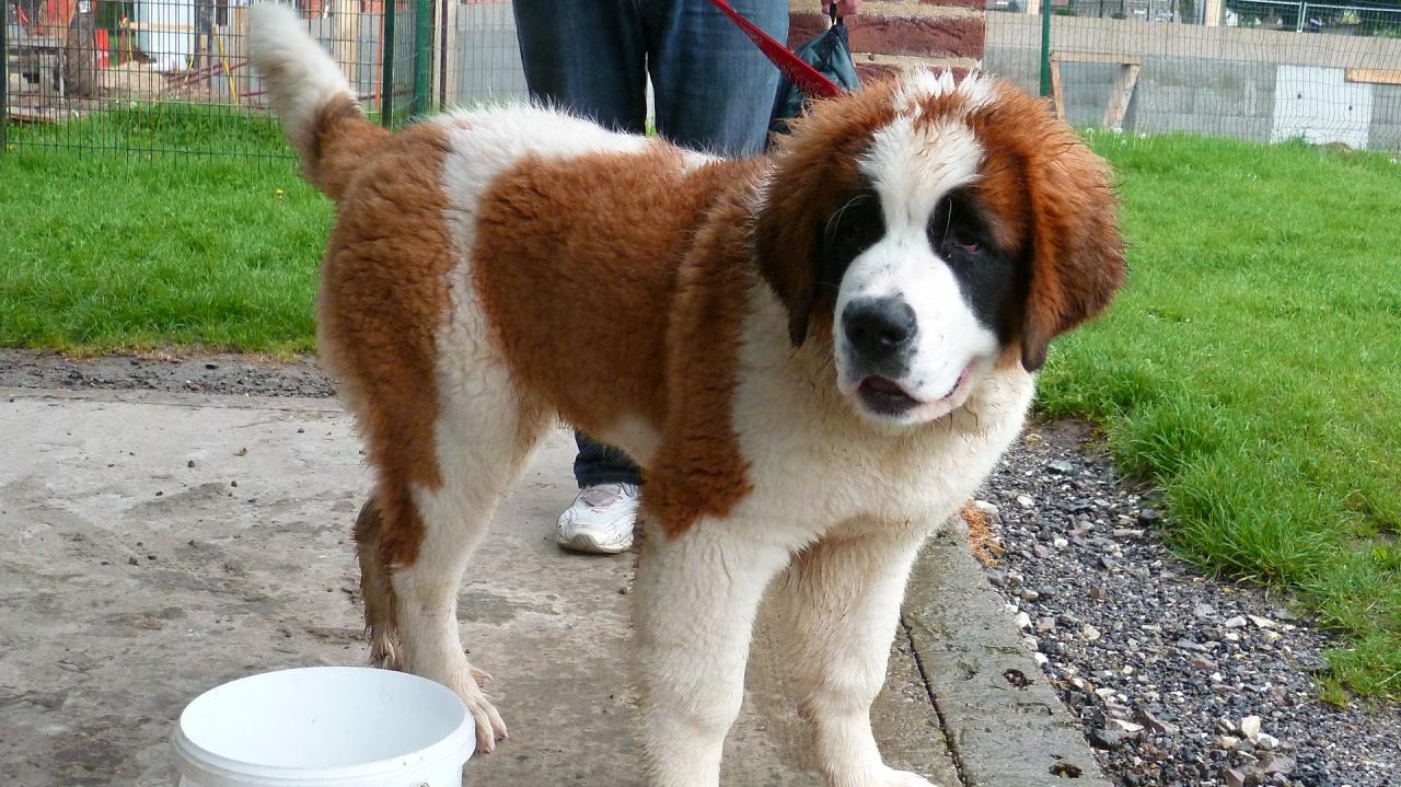 IRISSE la gentille Saint Bernard