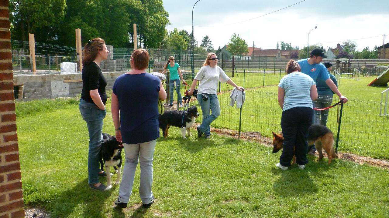 Interêt pour la discipline de l'Agility